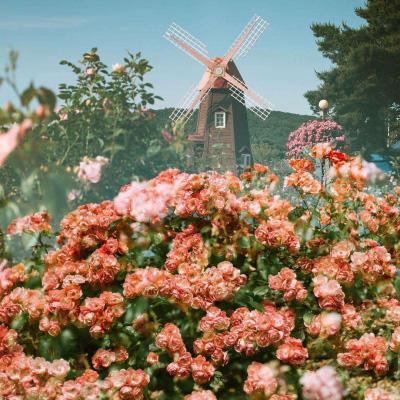 LOL外围官网手机app下载